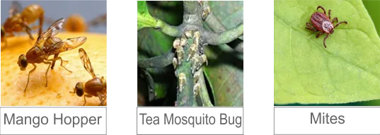 Common target pests: mango hopper, tea mosquito bug and mites